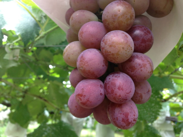 安芸クイーン8月1日撮影 130801akiqueen