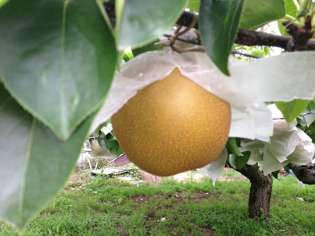 新星 8月1日撮影 130801housui