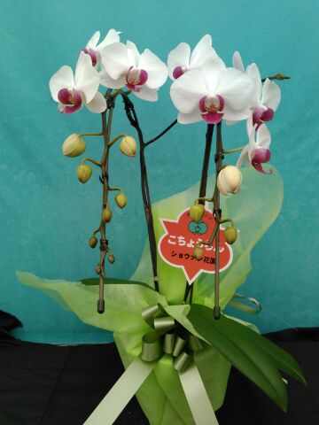 2016/5/28(2) 20160528 2