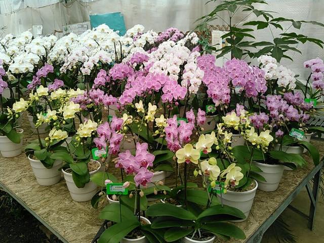 2017/11/15 640shonankaen20171115