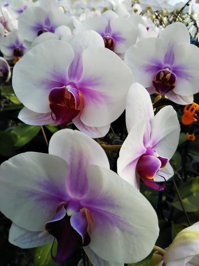 shonankaen201811032h640