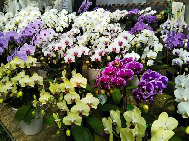 shonankaen201811031h640