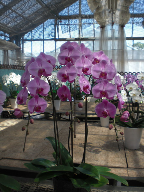 シュガーラブ 市価とくらべてリーズナブルなお値段でご提供いたします。←(写真の品 15,000円) また、ご希望に応じて寄植も承ります。ご予算に合わせてお作りいたしますので、お気軽にお尋ね下さい。 shonankaen7