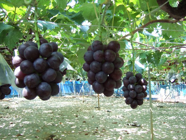 5budoen-tashiro-hujiminori