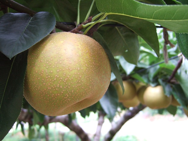 7budoen tashiro kousui1