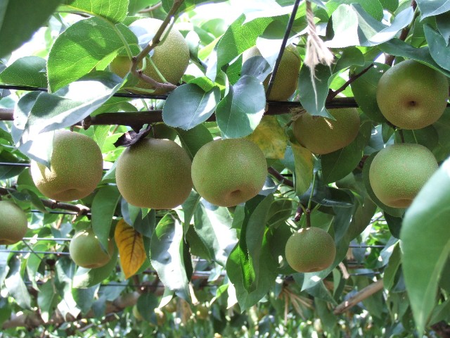 8budoen tashiro kousui2