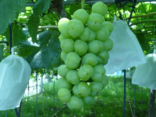 9budoen tashiro setog3