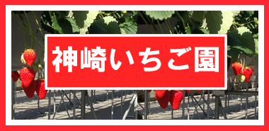 kanzaki-ichigo-20150307