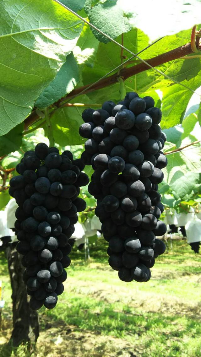 2017/7/20 撮影 20170720yasuda2640