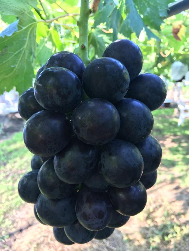 2017/8/1 撮影 20170801yasuda