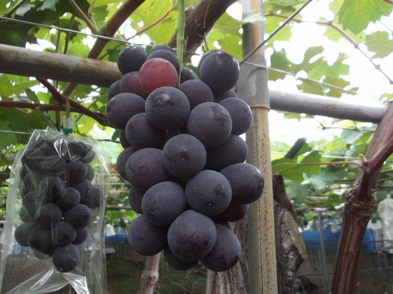 2018725fujiminori800