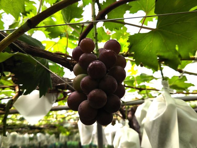 2018725bodohatake800