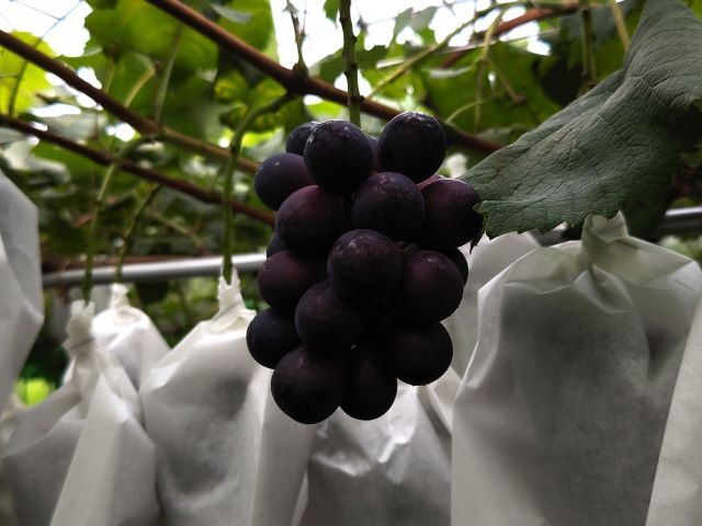 2018725bodohatake800