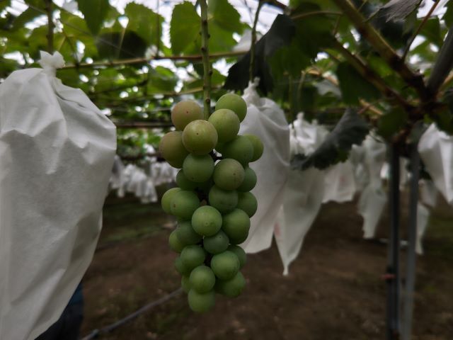 2018725bodohatake800