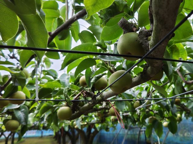 2018725bodohatake800