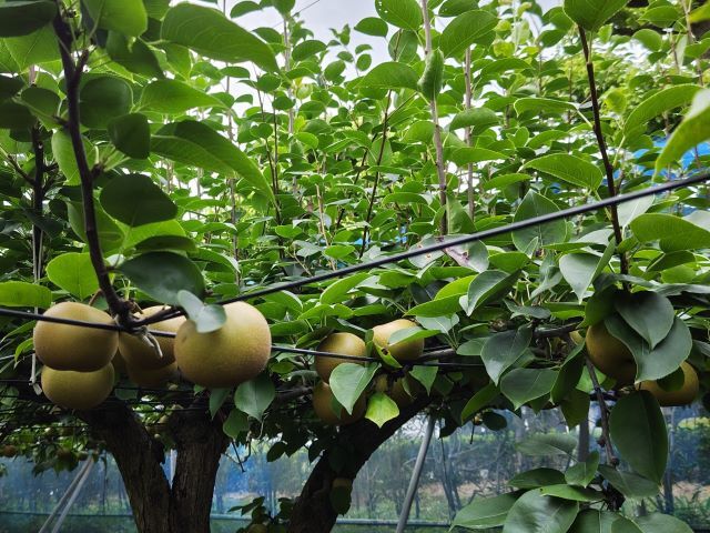 2018725bodohatake800