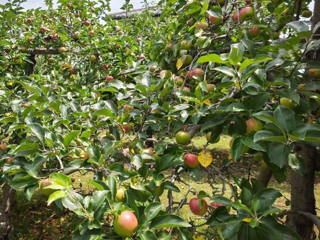 2018725bodohatake800