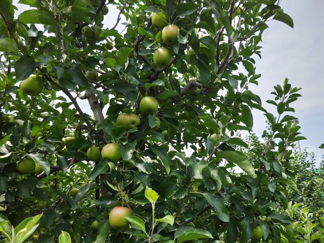 2018725bodohatake800