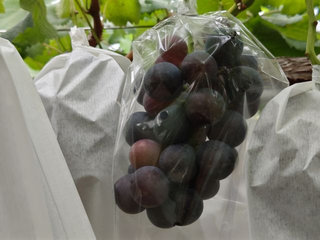 2018725bodohatake800