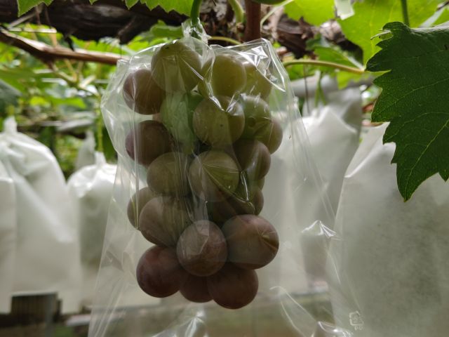 2018725bodohatake800