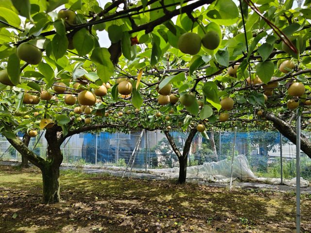 2018725bodohatake800