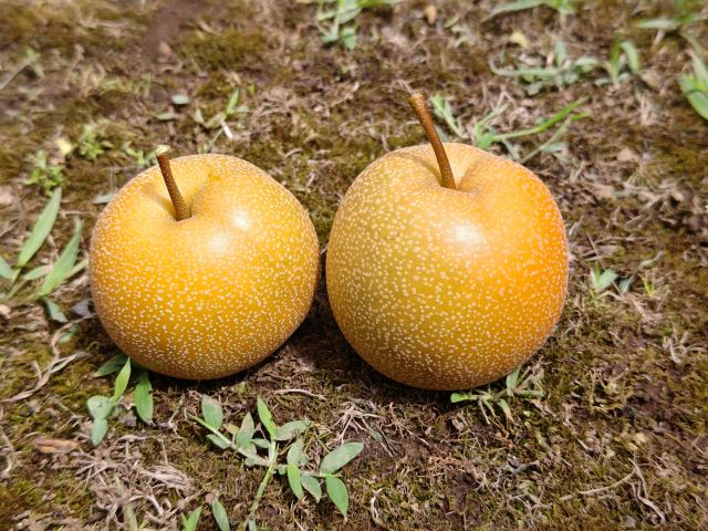 2018725bodohatake800