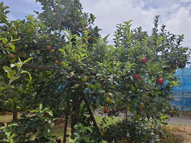 2018725bodohatake800