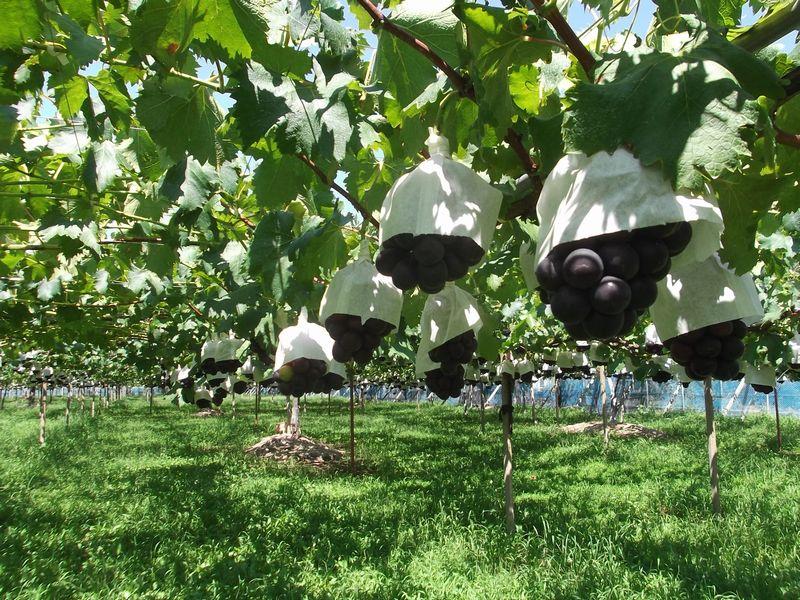 fujiminori20180731 3